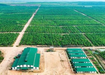 Thaco Agri có lãi trở lại sau 2 năm lỗ nặng