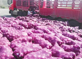 Nhận chở 20.000kg hành cho 1 người đàn ông, tài xế xe tải bất ngờ bị cảnh sát triệu tập: Tổn thất gấp 11 lần so với tiền công!
