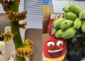 Giới trẻ bỗng dưng cuồng trend cắm buồng chuối ở văn phòng để ‘chữa lành’, shop trên Taobao bán 20.000 nải vẫn không đủ: Chỉ cần ăn 1 quả là vơi đi nỗi buồn