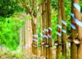 Cao su Phước Hòa dự kiến giảm gần phân nửa lợi nhuận