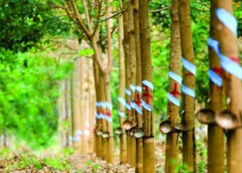 Cao su Phước Hòa dự kiến giảm gần phân nửa lợi nhuận