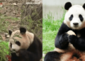 Ngày đầu tiên “đỉnh lưu” Fubao ra mắt tại Trung Quốc: Lăn vài vòng cũng lên “hot search”, số khách tham quan gây chú ý