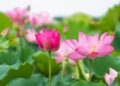 Ấn tượng mùa sen nở