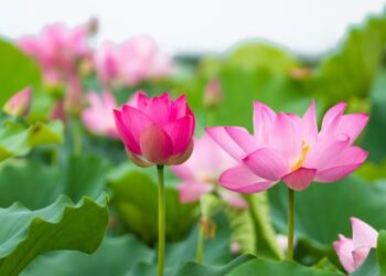Ấn tượng mùa sen nở