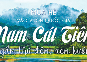 Mùa hè vào Vườn Quốc gia Nam Cát Tiên ngắm thú đêm, xem bướm