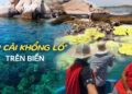 Bất ngờ “bắp cải khổng lồ” mọc lên giữa biển, thì ra là một loài sinh vật cực hiếm ở vùng biển miền Trung