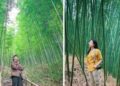 Rừng trúc xanh mướt ở Cao Bằng đẹp quên cả lối về