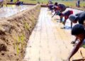 “Công nghệ” cấy lúa mới nhất Việt Nam được ứng dụng ở Angola, chủ trang trại có quyết định liều lĩnh