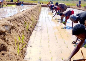 “Công nghệ” cấy lúa mới nhất Việt Nam được ứng dụng ở Angola, chủ trang trại có quyết định liều lĩnh
