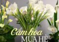 Loài hoa “đỏng đảnh” nhưng nhất định phải cắm vào mùa hè, ưa sáng, chịu được nhiệt độ cao, độ bền lên tới 15 ngày