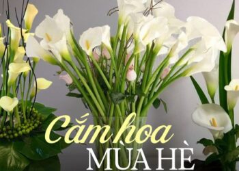 Loài hoa “đỏng đảnh” nhưng nhất định phải cắm vào mùa hè, ưa sáng, chịu được nhiệt độ cao, độ bền lên tới 15 ngày