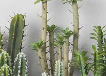 5 loài cây không tốt cho phong thủy, trồng xong dễ rước vận xui về nhà