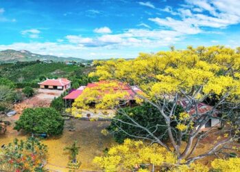 Sẽ có thành phố hoa phượng vàng