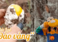 Dân tình háo hức kéo nhau lên đồi thông đào “trứng vàng” – thứ đặc sản chỉ có ở Đà Lạt mùa này