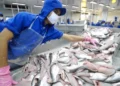 Thuỷ sản Nam Việt muốn tăng vốn gấp đôi