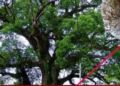 Bí ẩn đại thụ nghìn năm tuổi ôm tượng Phật ở Trung Quốc