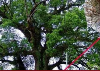 Bí ẩn đại thụ nghìn năm tuổi ôm tượng Phật ở Trung Quốc